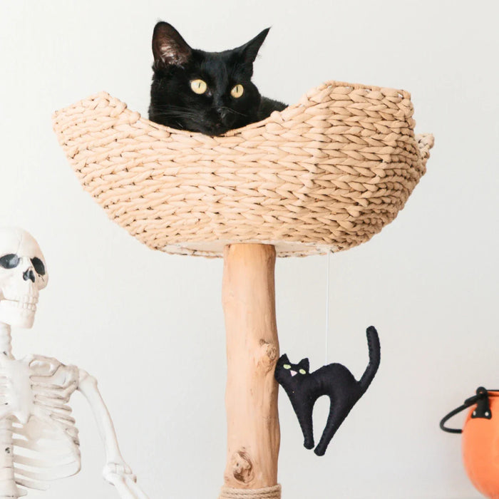 Limited Edition Halloween Pom-Poms