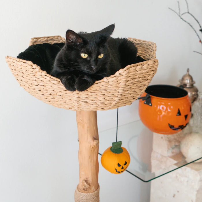 Limited Edition Halloween Pom-Poms